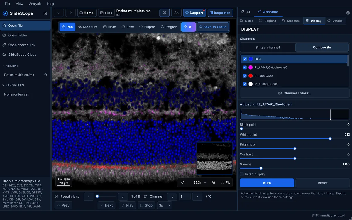 SlideScope showing a 10-channel Imaris IMS multiplex image of mouse retina in composite mode, with the channel list, black and white point, brightness, contrast and gamma controls.